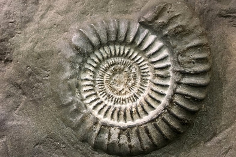 Fossil-spiral